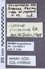 Etiketten zu Athous picipennis (NHMW-ZOO-COL-0008543)